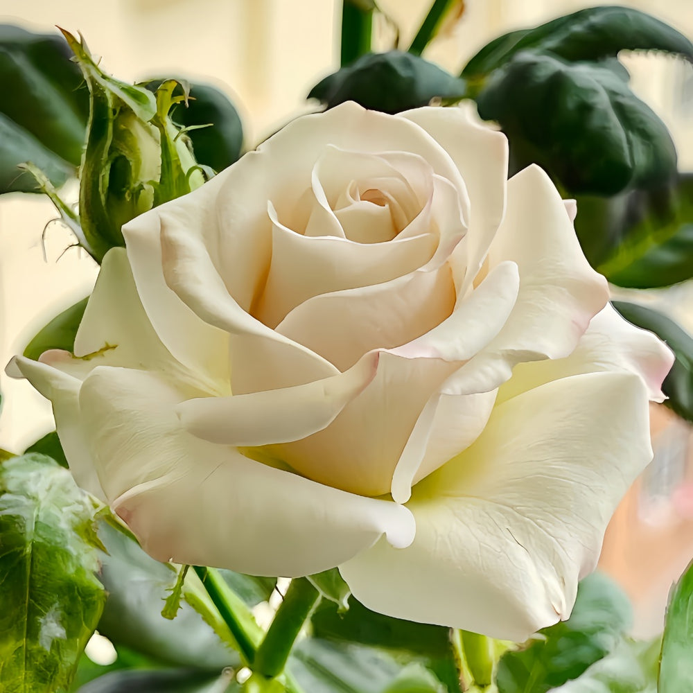Silver Lining Rose