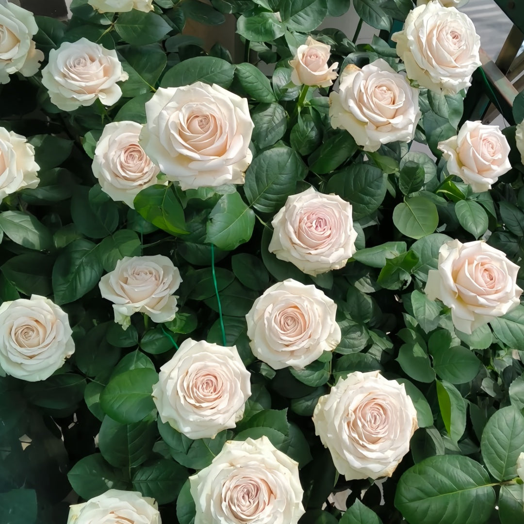 Silver Lining Rose