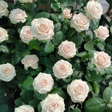 Silver Lining Rose