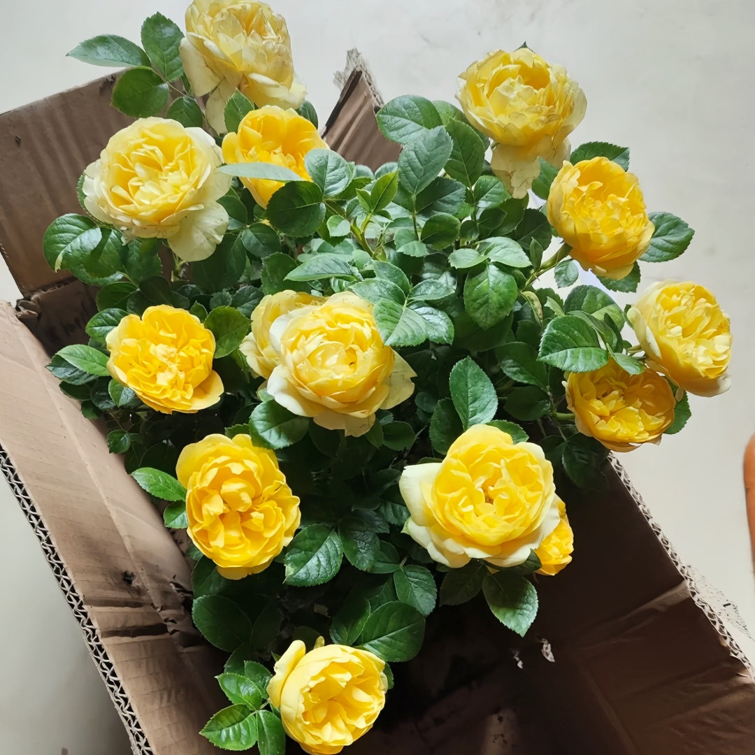 Yellow Juice Rose Plant
