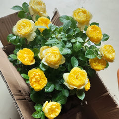 Yellow Juice Rose Plant