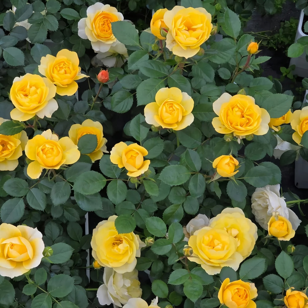 Yellow Juice Rose Plant