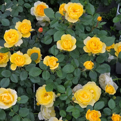 Yellow Juice Rose Plant