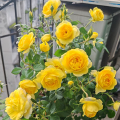 Yellow Juice Rose Plant