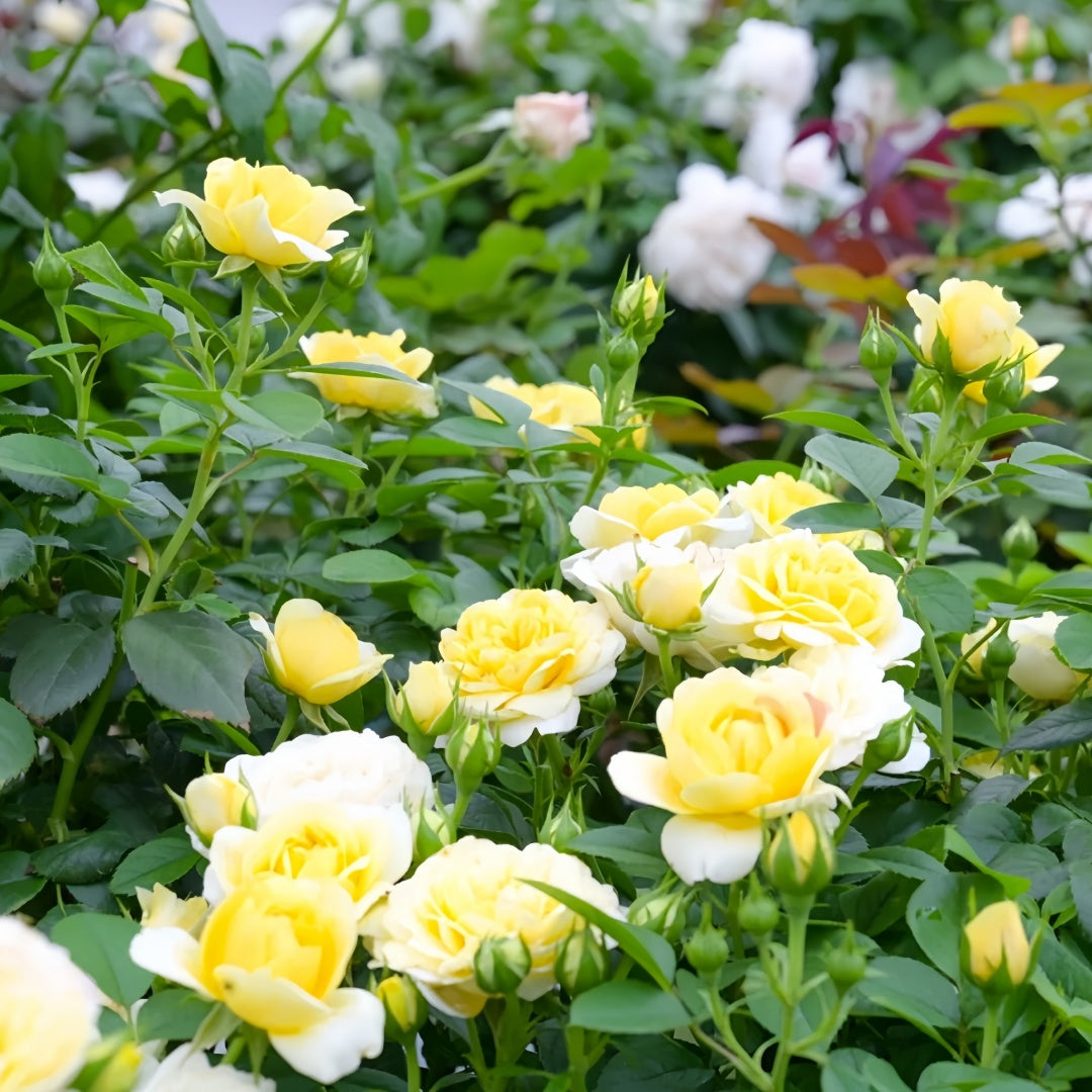 Yellow Juice Rose Plant