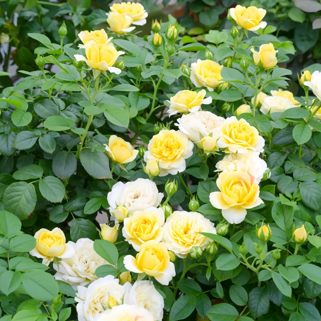Yellow Juice Rose Plant