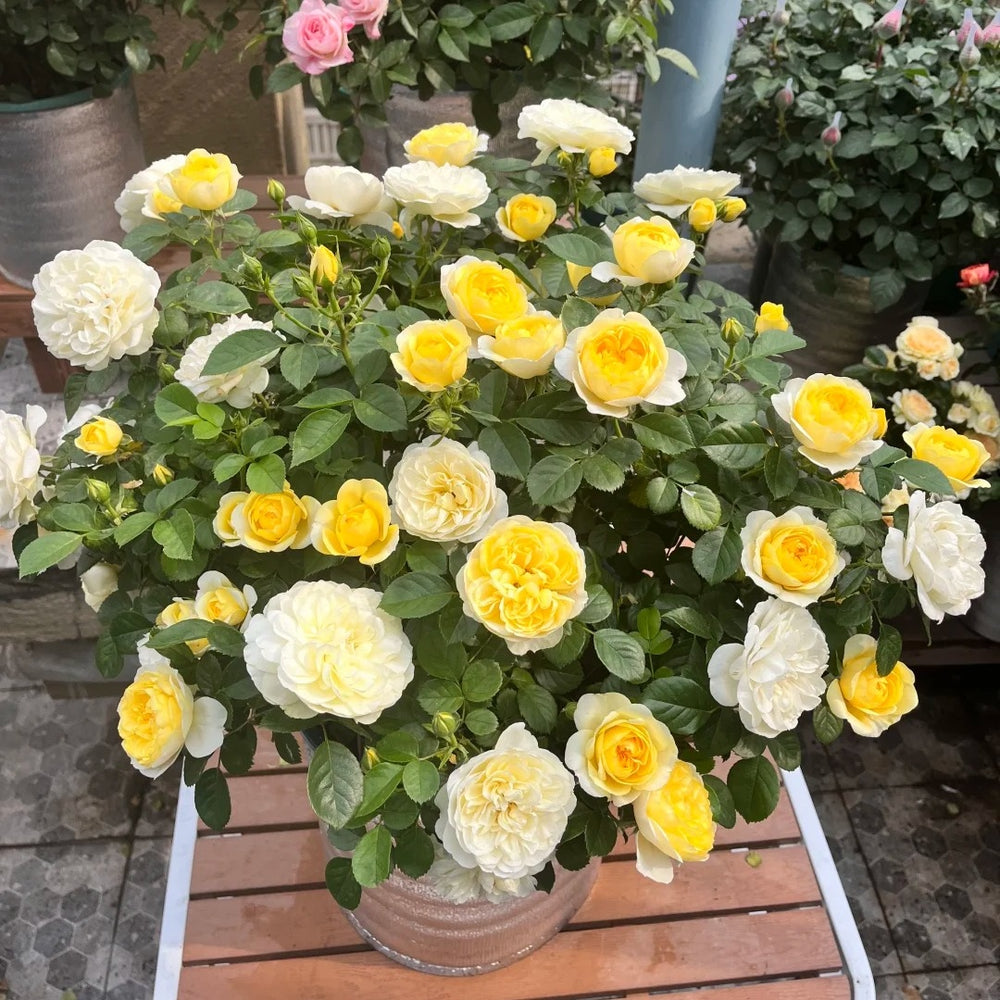 Yellow Juice Rose Plant