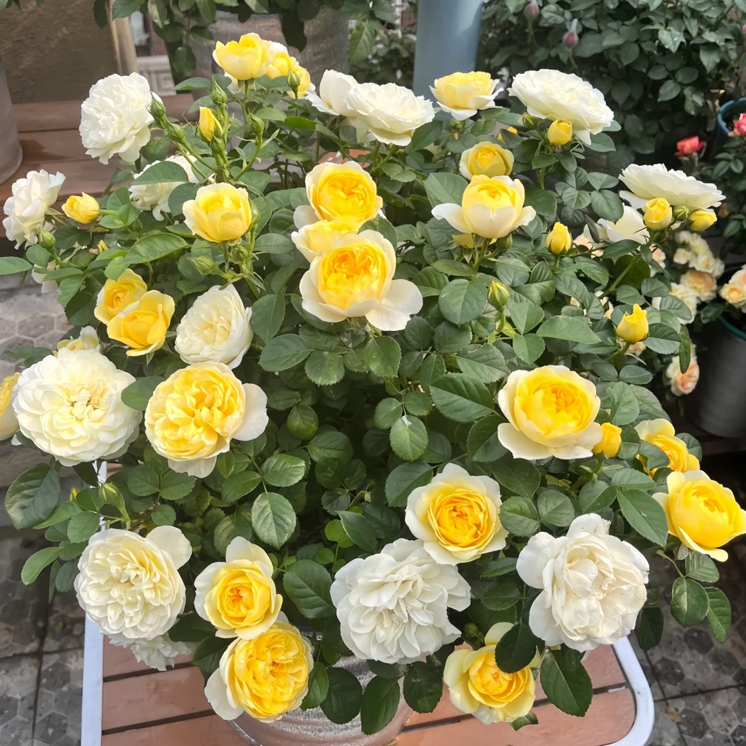 Yellow Juice Rose Plant