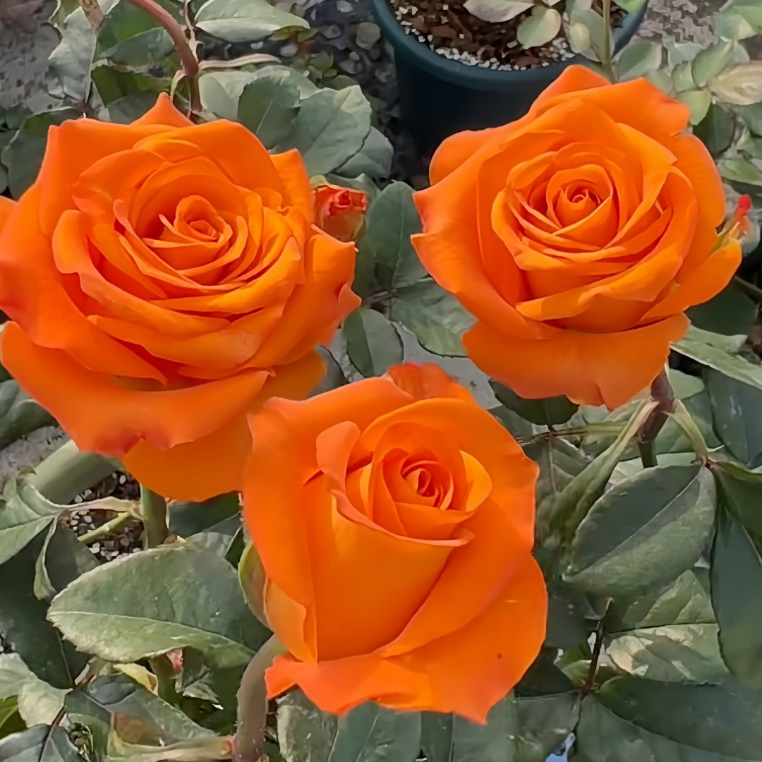 Nexus Rose Plant｜关系 image 1