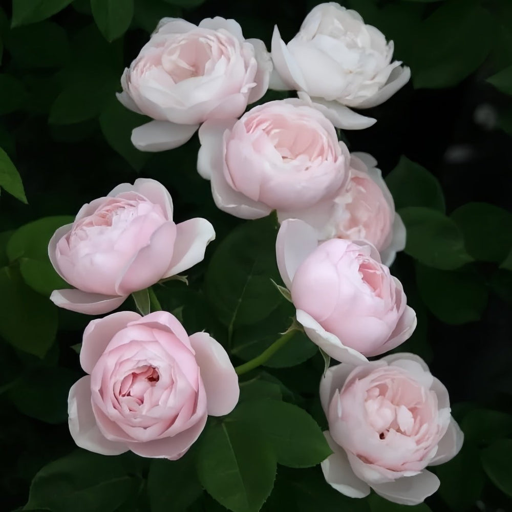 Vichy Rose Plant｜维希 image 8