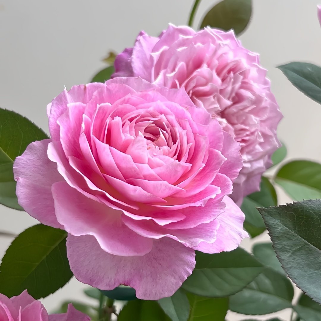Xingyuan Xueqing Rose Plant | 杏苑雪晴 image 2