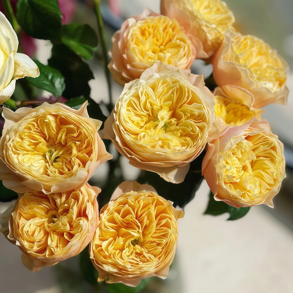 Golden Vuvuzela Rose Plant｜金色珊瑚心 image 3
