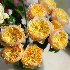 Golden Vuvuzela Rose Plant｜金色珊瑚心 image 3