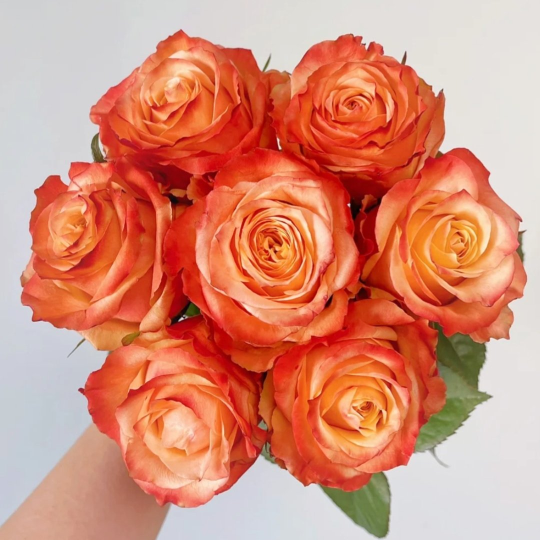 Peach Funky Rose Plant | 方可桃 image 7