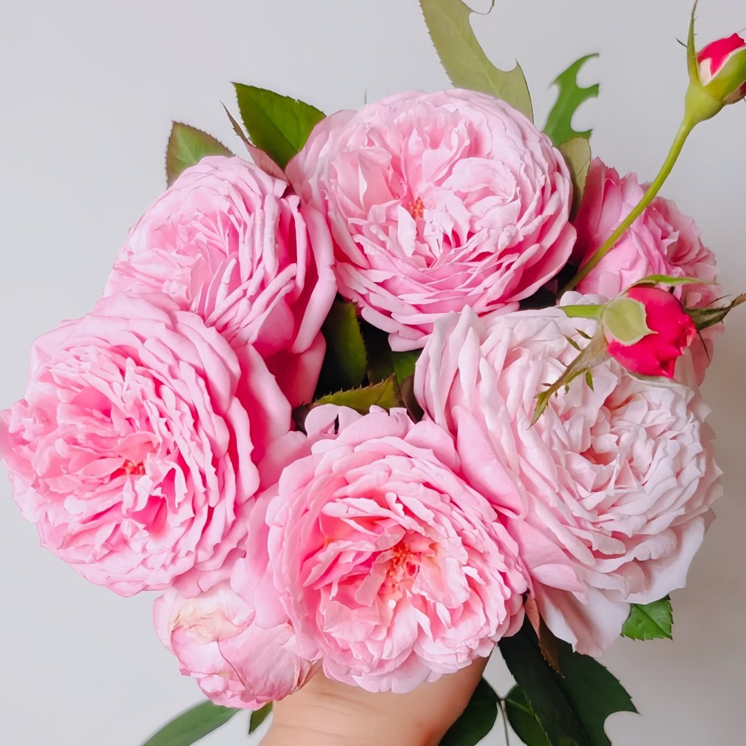 Yves Wishing Rose Plant|伊芙心愿 image 2