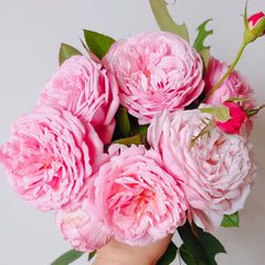Yves Wishing Rose Plant|伊芙心愿 image 2