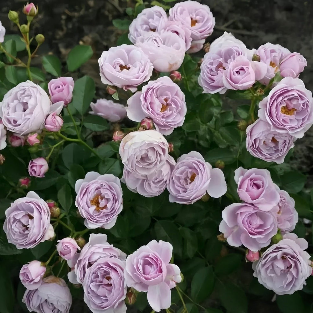 Nautica Rose Plant|诺蒂卡/海洋之心 image 8