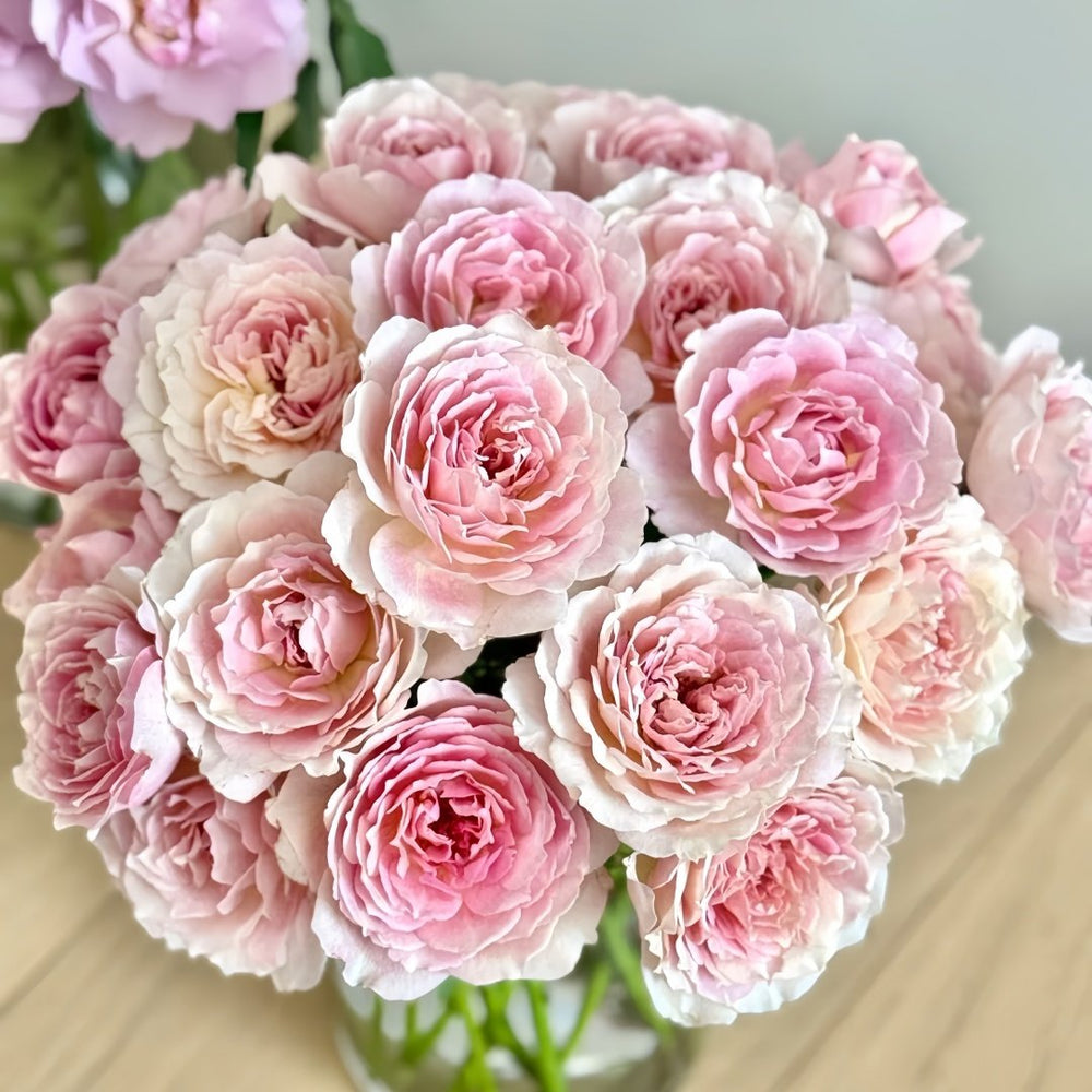 Sucre Rose Plant|砂糖 image 8