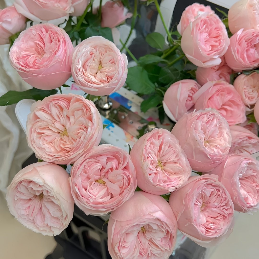 Mansfield Park Rose Plant｜曼斯菲尔德庄园 image 5