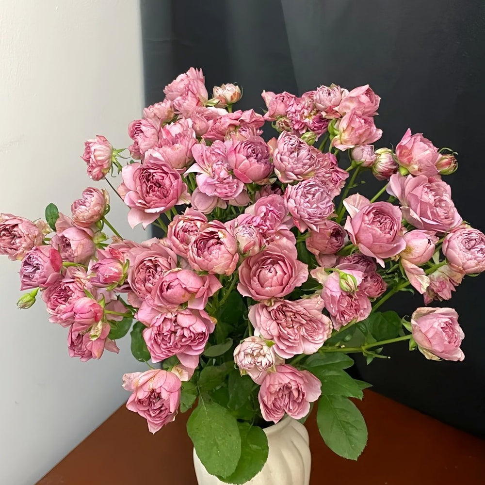 Nagi Rose Plant｜凪 image 8