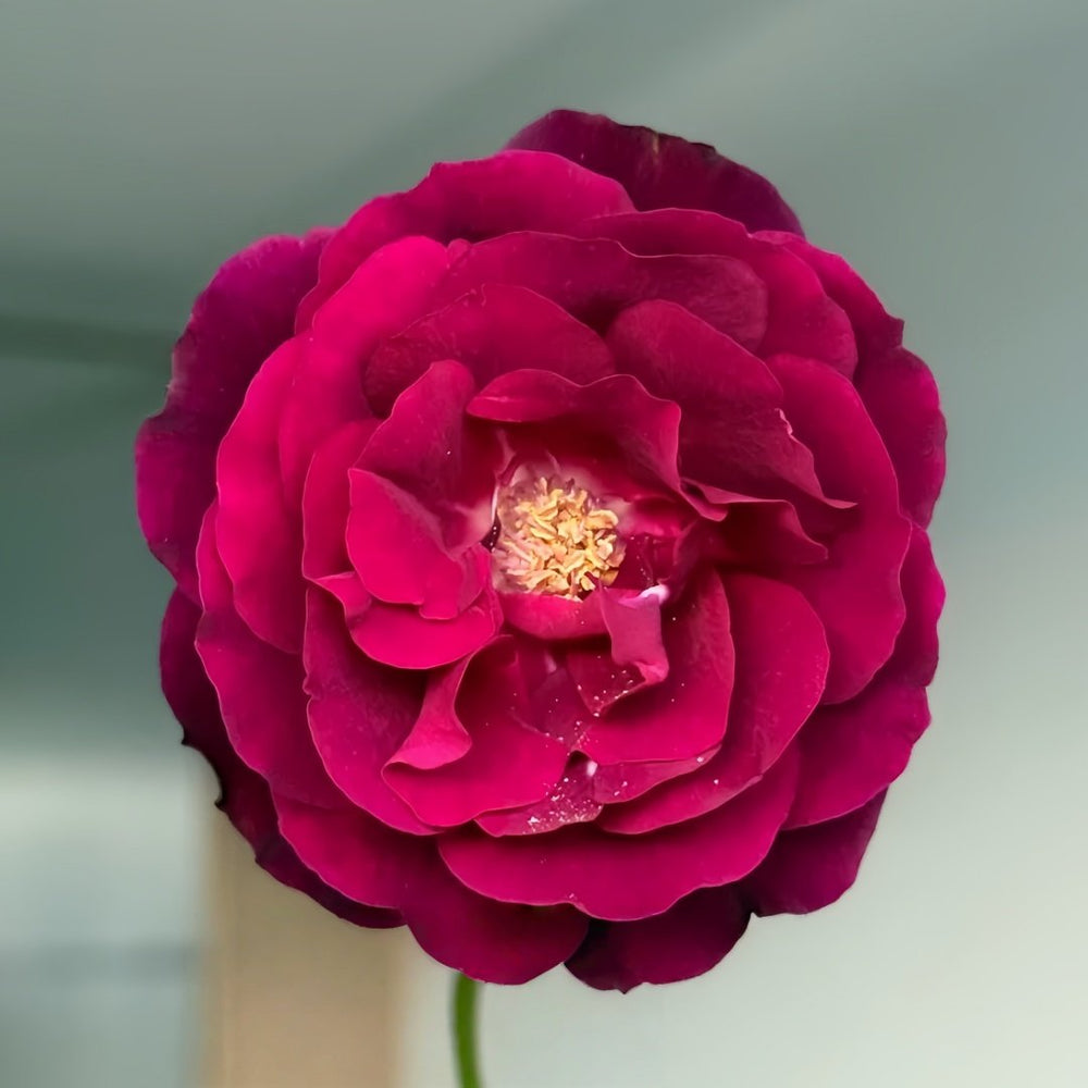 Louis XIV Rose Plant ｜路易十四 image 1