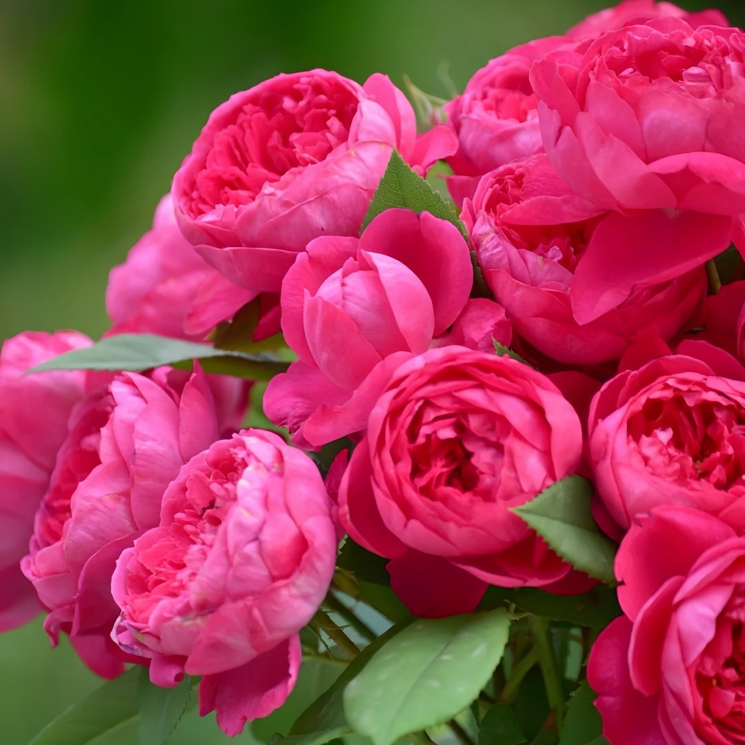 Benjamin Britten Rose Plant｜本杰明布里顿 image 4