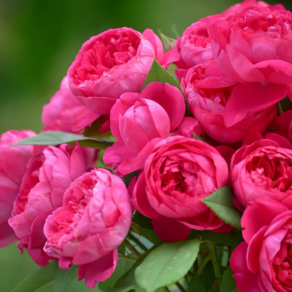 Benjamin Britten Rose Plant｜本杰明布里顿 image 4