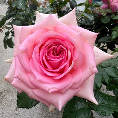 Ragazza Rose Plant|米兰少女 image 2