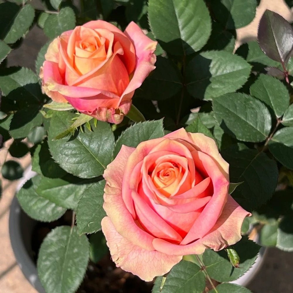 Love Pearl Rose Plant | 爱之珠 image 8