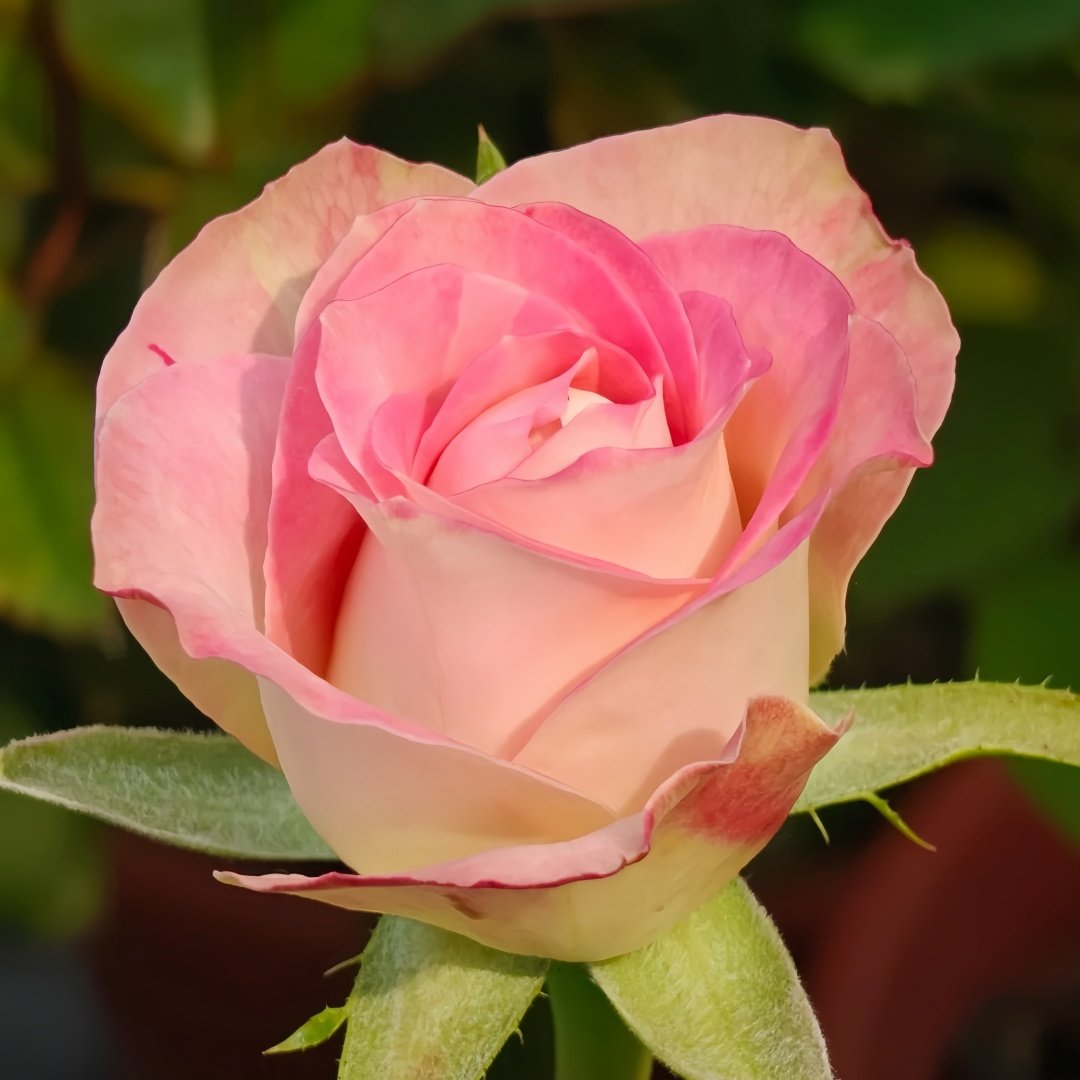 Upper Secret Rose Plant|上层秘密 image 5