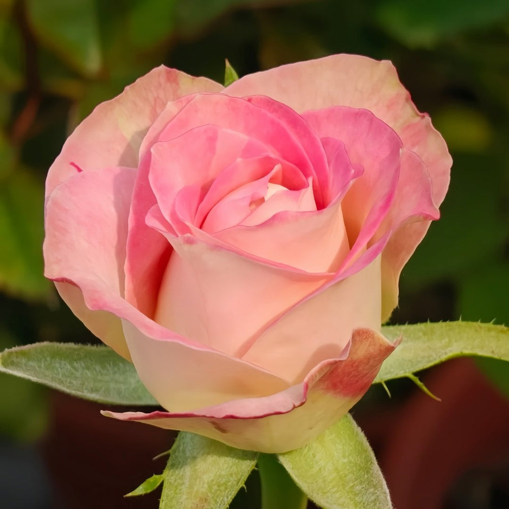 Upper Secret Rose Plant|上层秘密 image 5