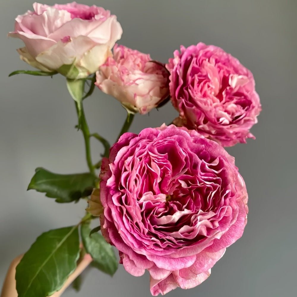 Dory Rose Plant|多莉 image 5
