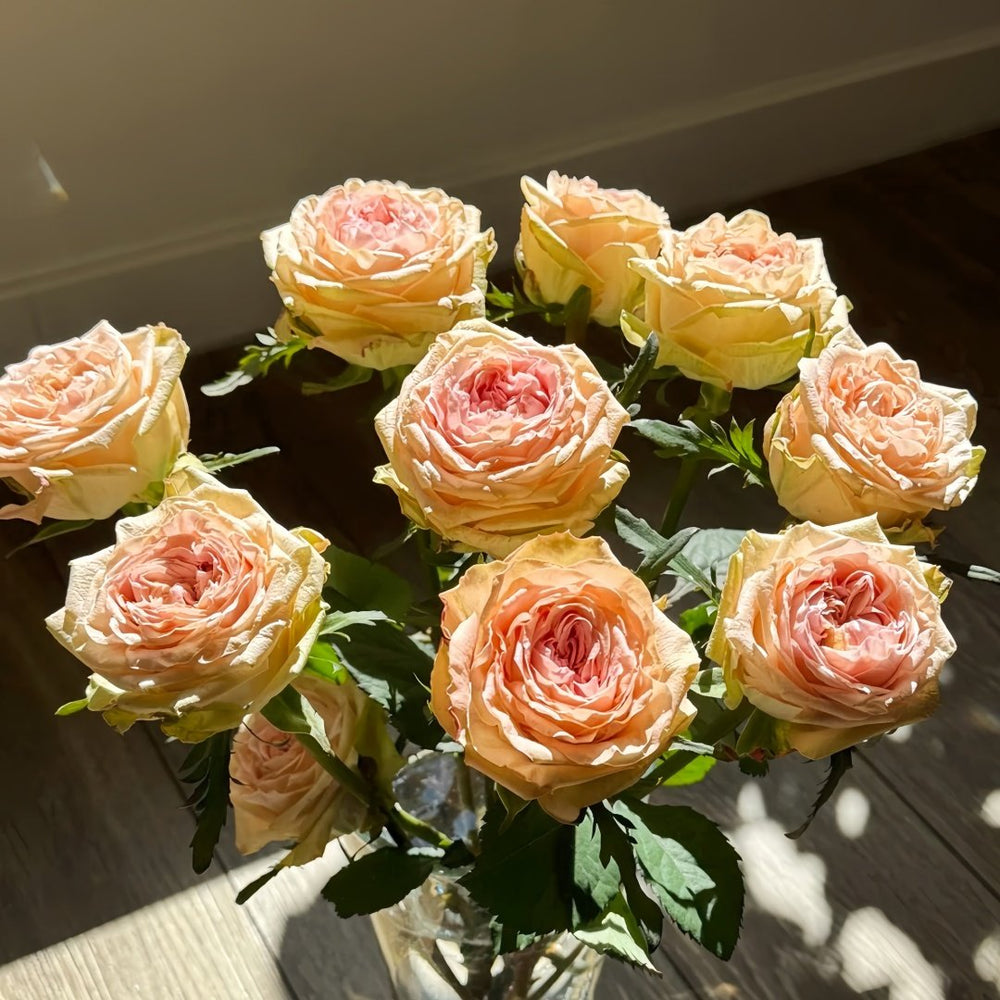 Art Nuvo Rose Plant|新艺术 image 4