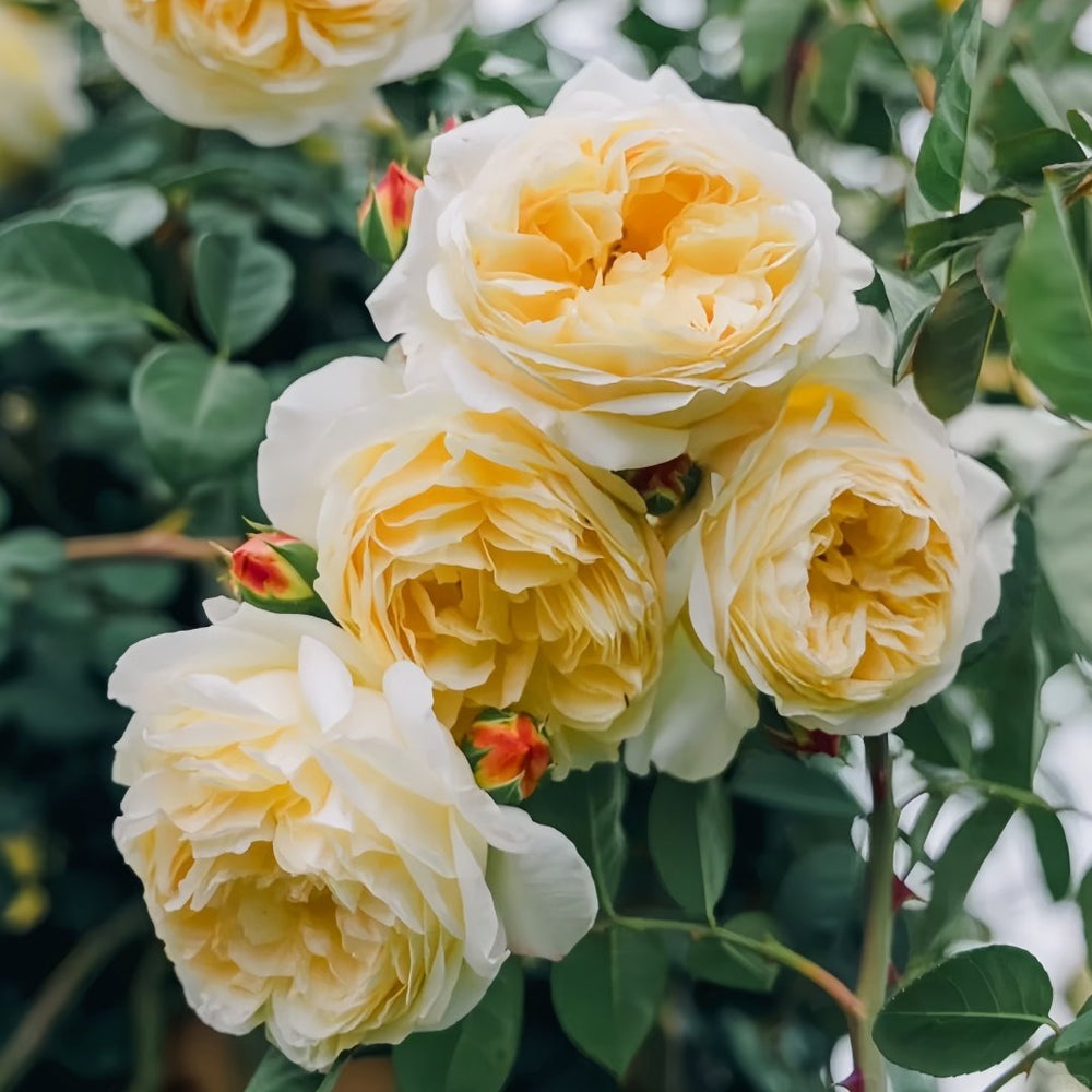 Teasing Georgia Rose Plant|欢笑格鲁吉亚 image 3