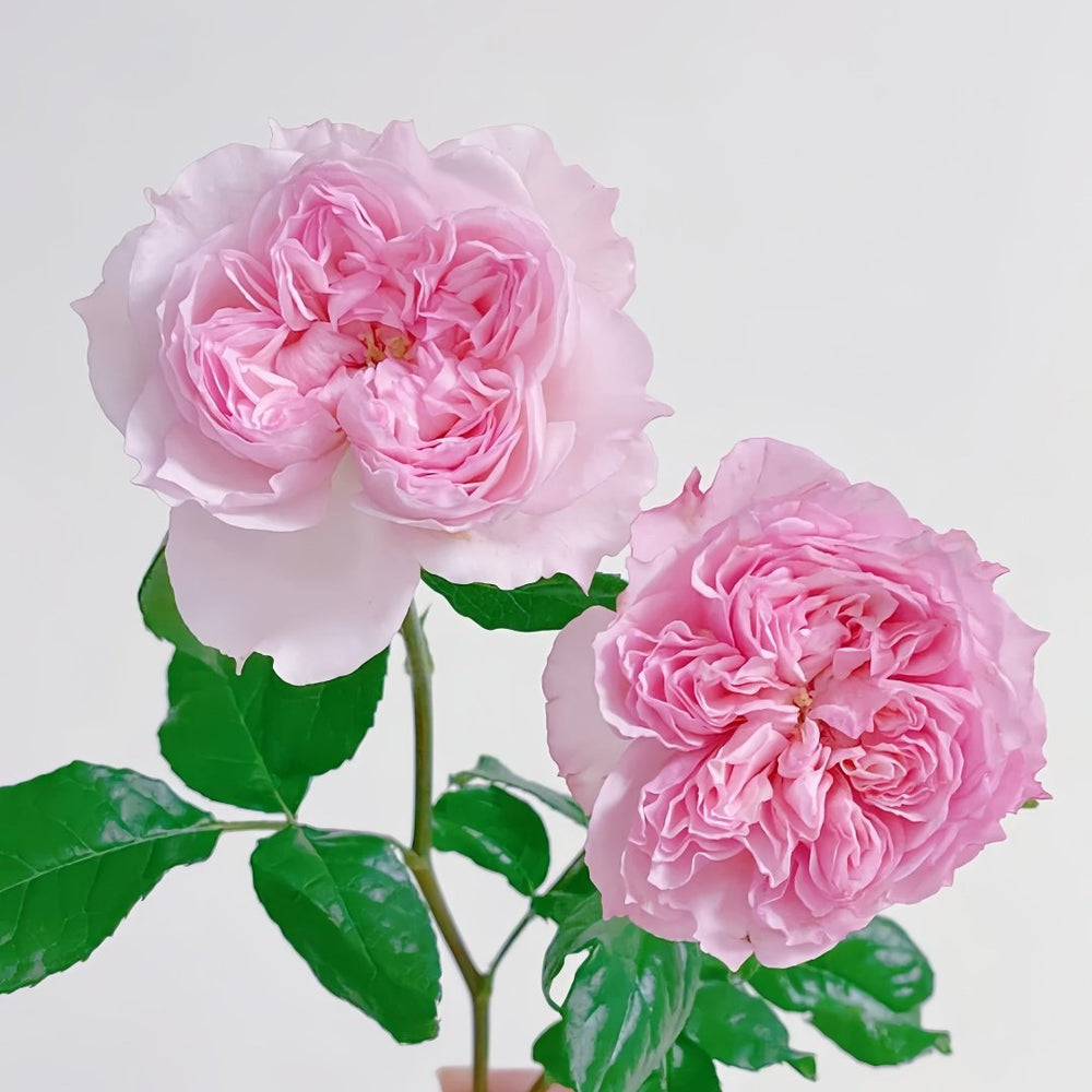 Cecil de Volages Rose Plant | 蝶之舞玫瑰 image 3