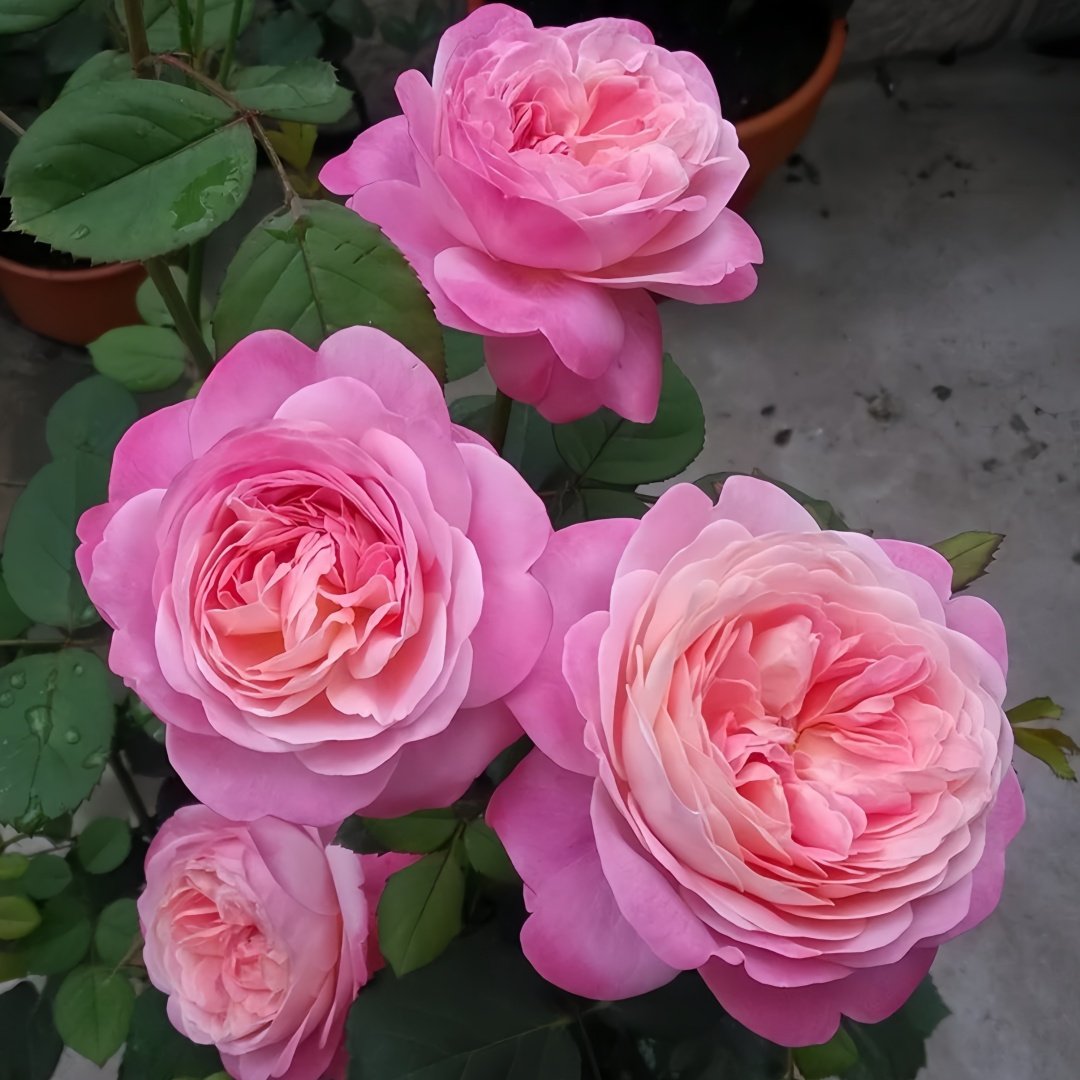 Dream Light Rose Plant｜梦光环 image 3