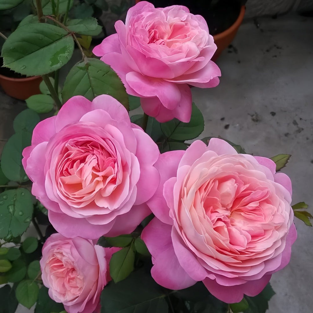 Dream Light Rose Plant｜梦光环 image 3