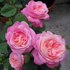 Dream Light Rose Plant｜梦光环 image 3
