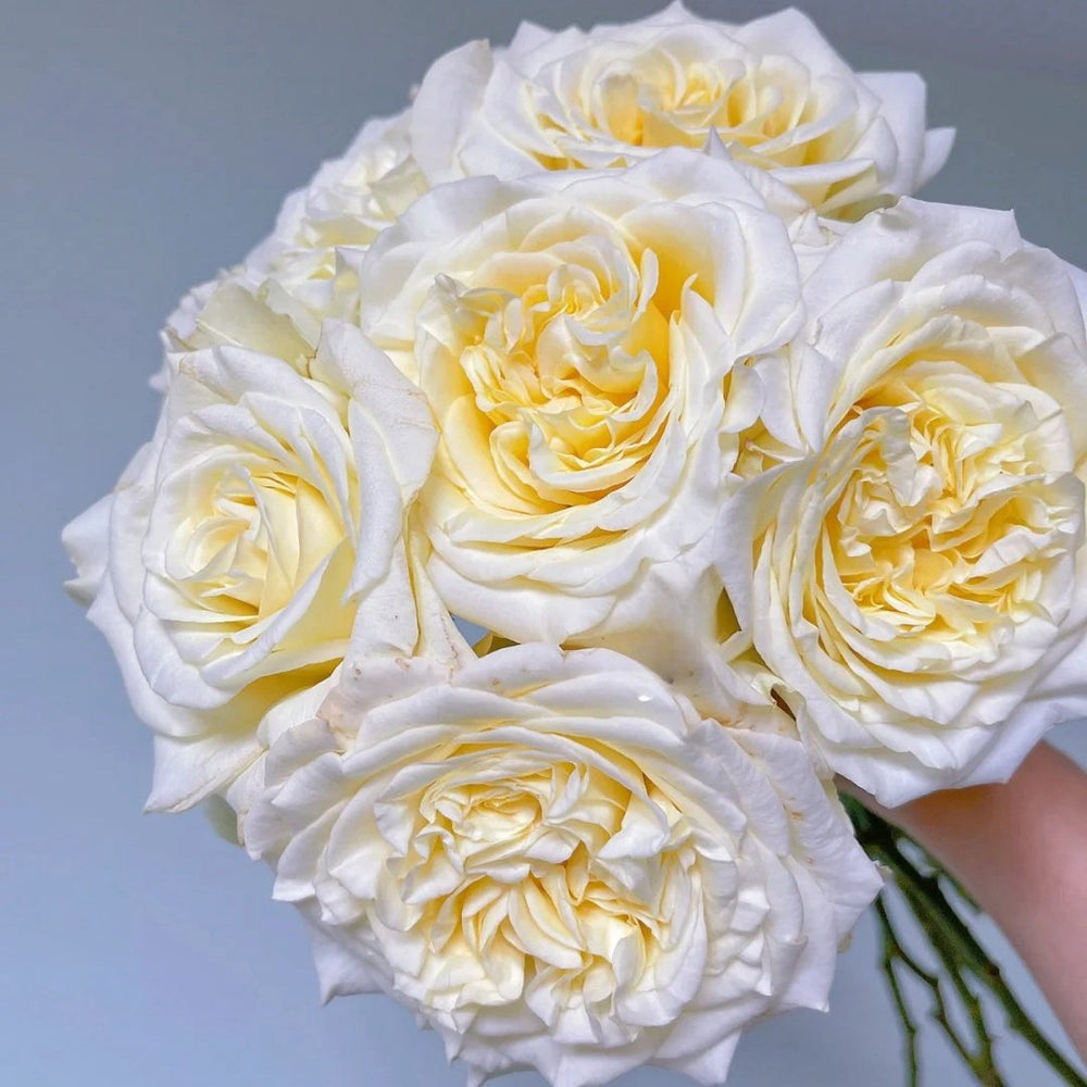 White Ashley Rose Plant｜白色艾希莉 image 5