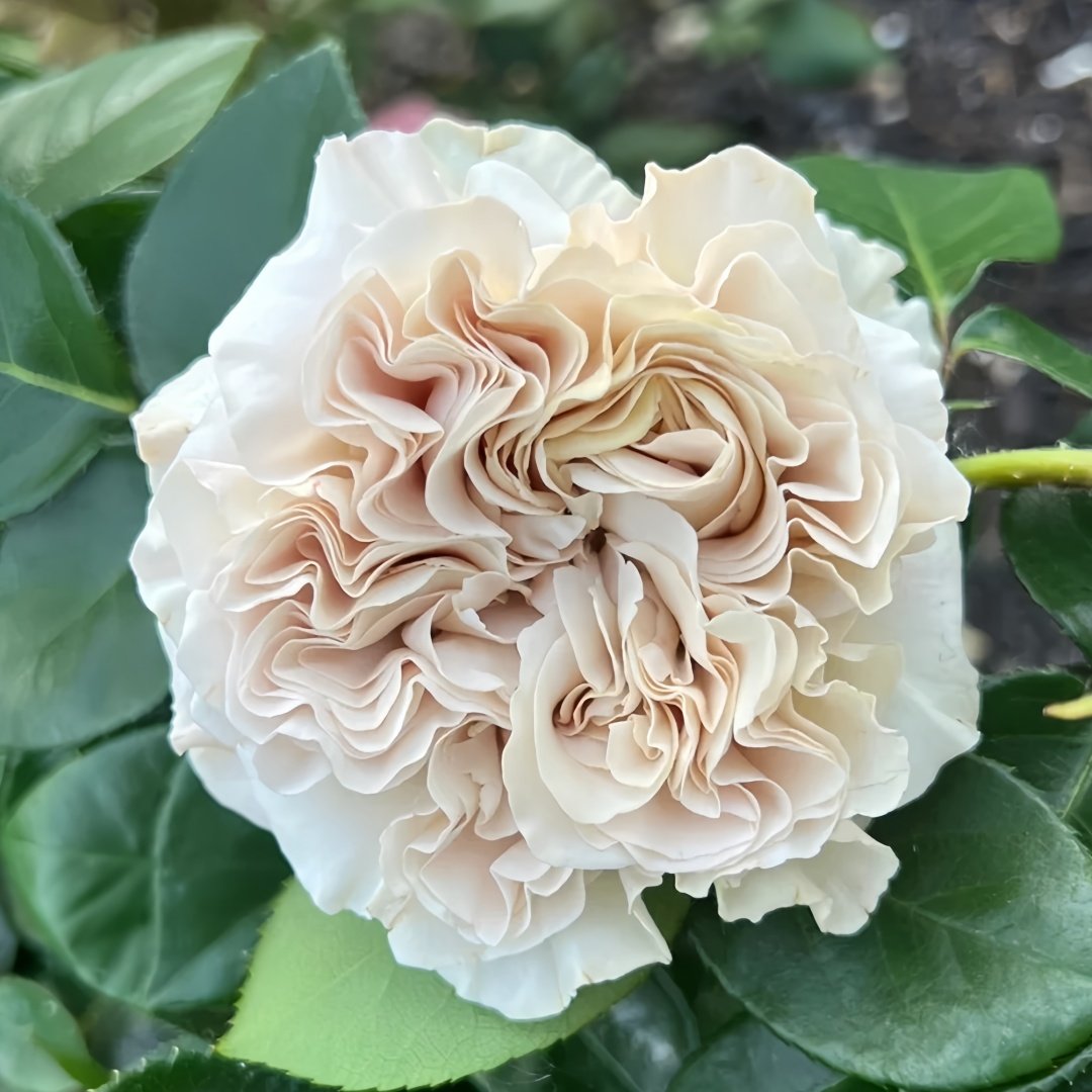 Westminster Abbey Rose Plant｜威斯敏特大教堂 image 2