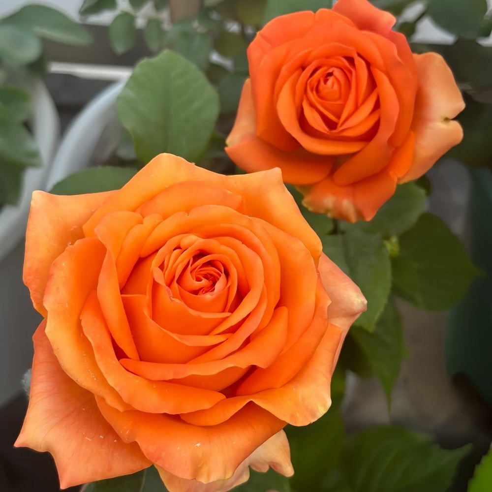 Kings Day Rose Plant｜国王日 image 4