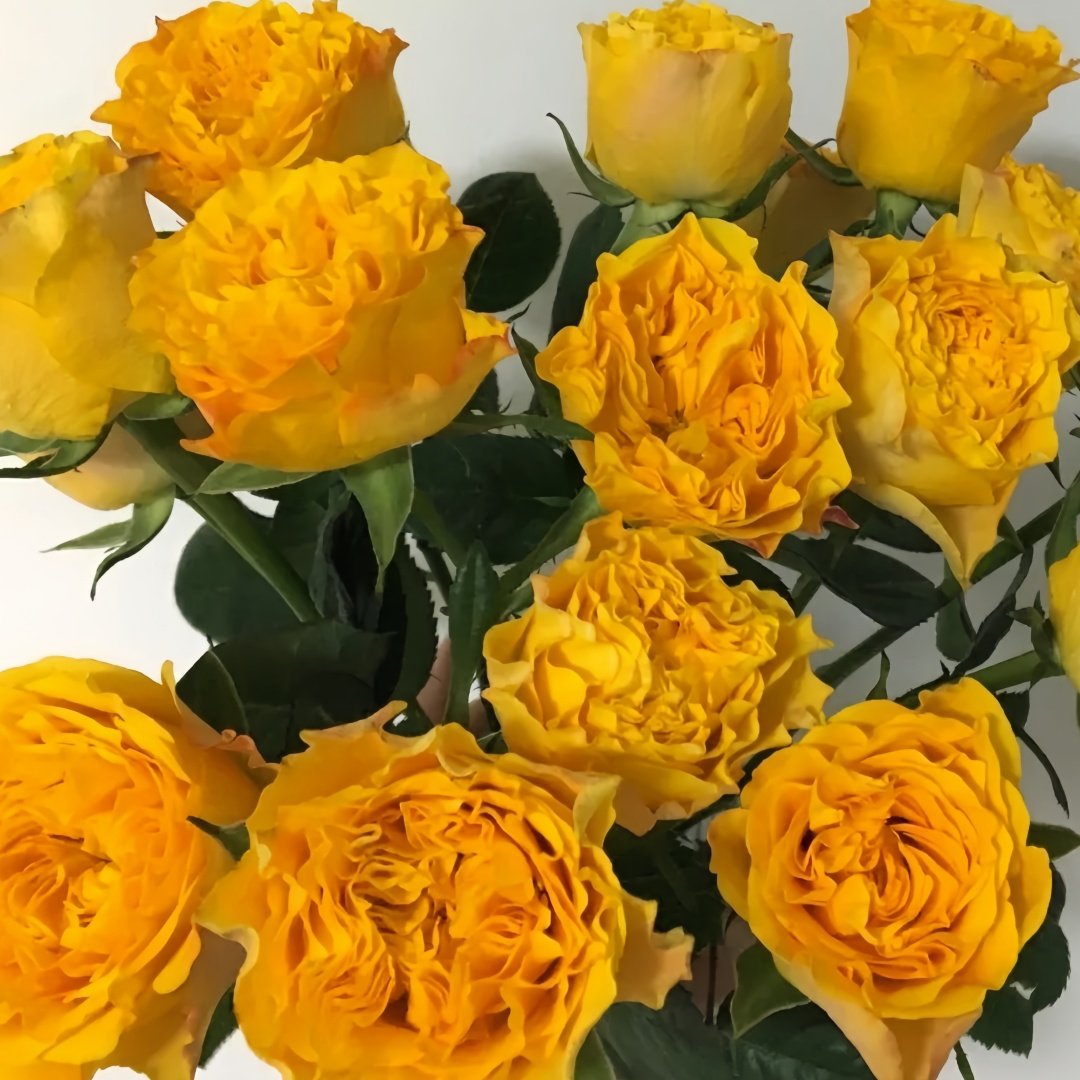 Orange Reeva Rose Plant｜橙色丽娃 image 4