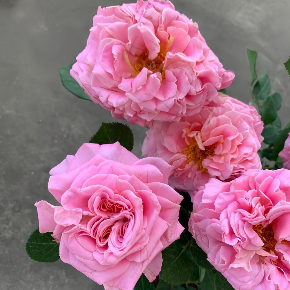 Ashley Rose Plant|艾希丽 image 6