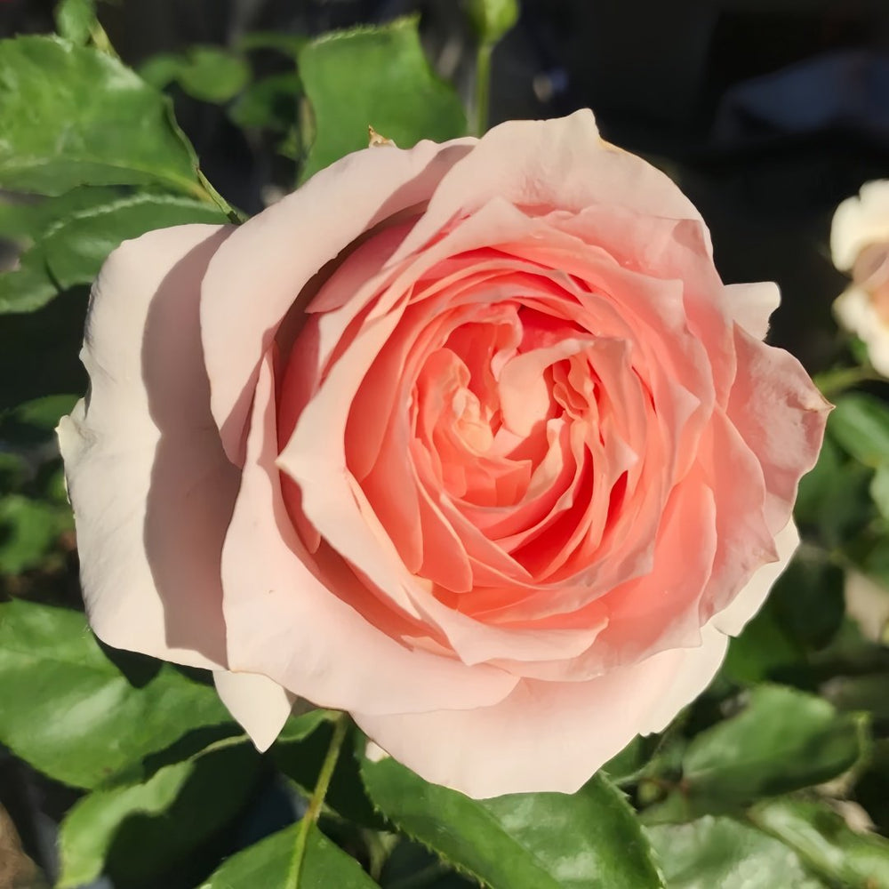 Parle moi Rose Plant｜侧耳倾听 image 1