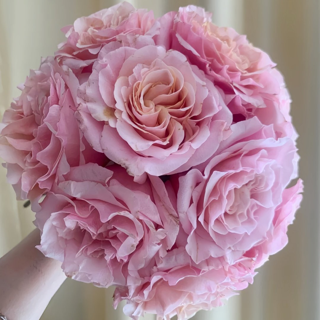 Mayra Flamingo Rose Plant｜梅拉火烈鸟 image 0