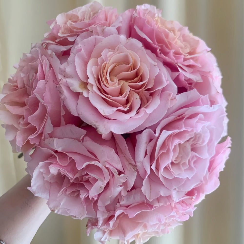 Mayra Flamingo Rose Plant｜梅拉火烈鸟 image 0