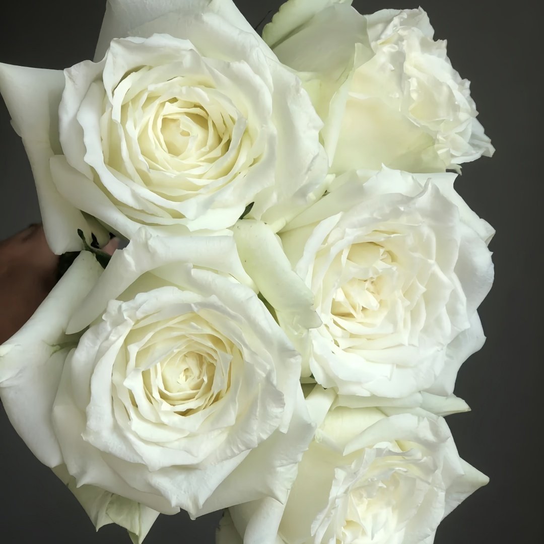 Tineke Rose Plant｜坦尼克 image 7