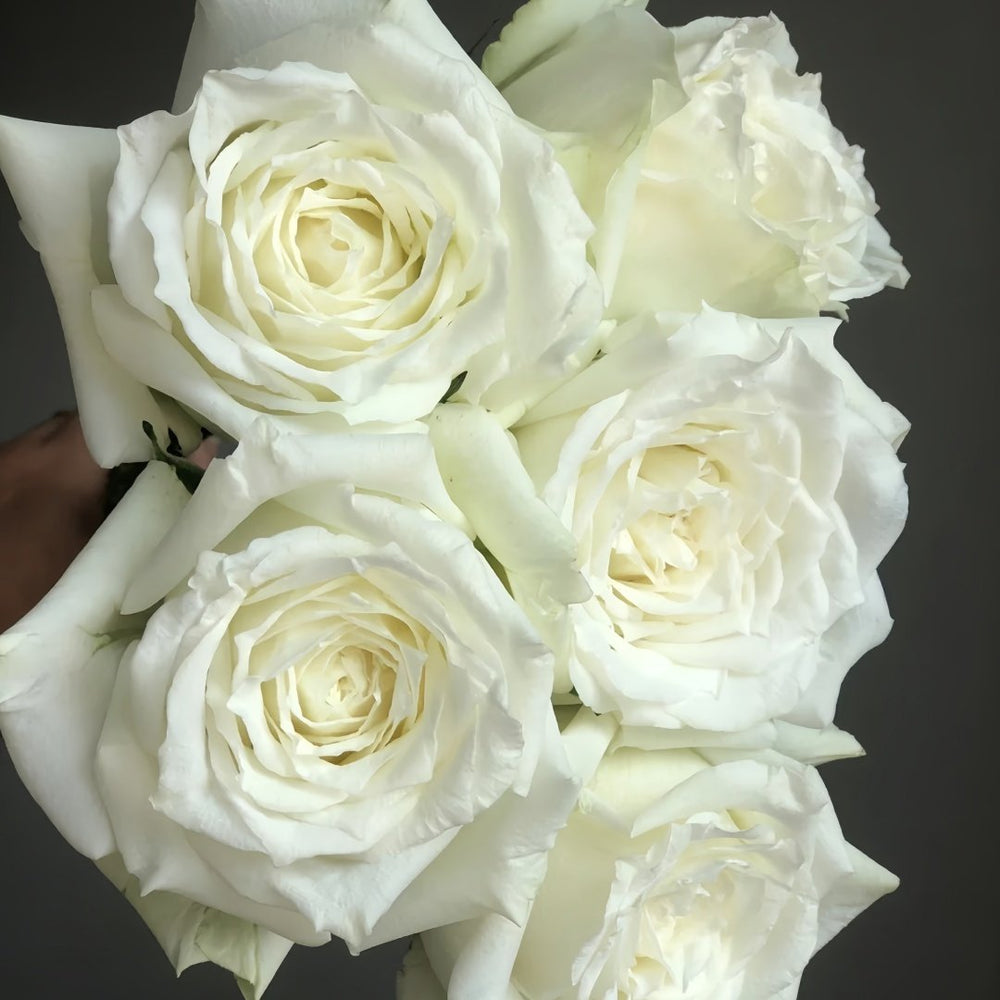 Tineke Rose Plant｜坦尼克 image 7
