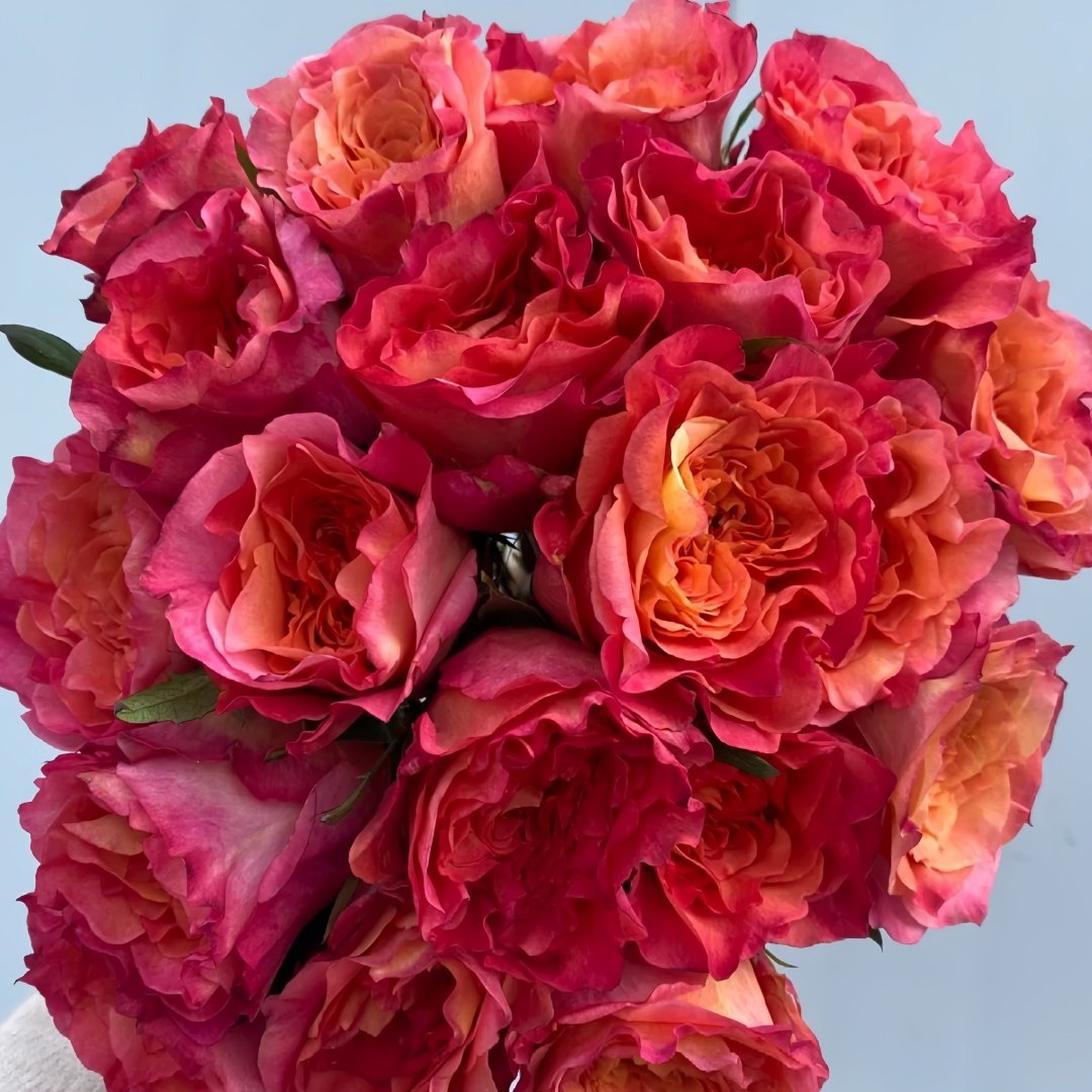 Country Aquarelle Rose Plant｜乡村水彩画 image 5