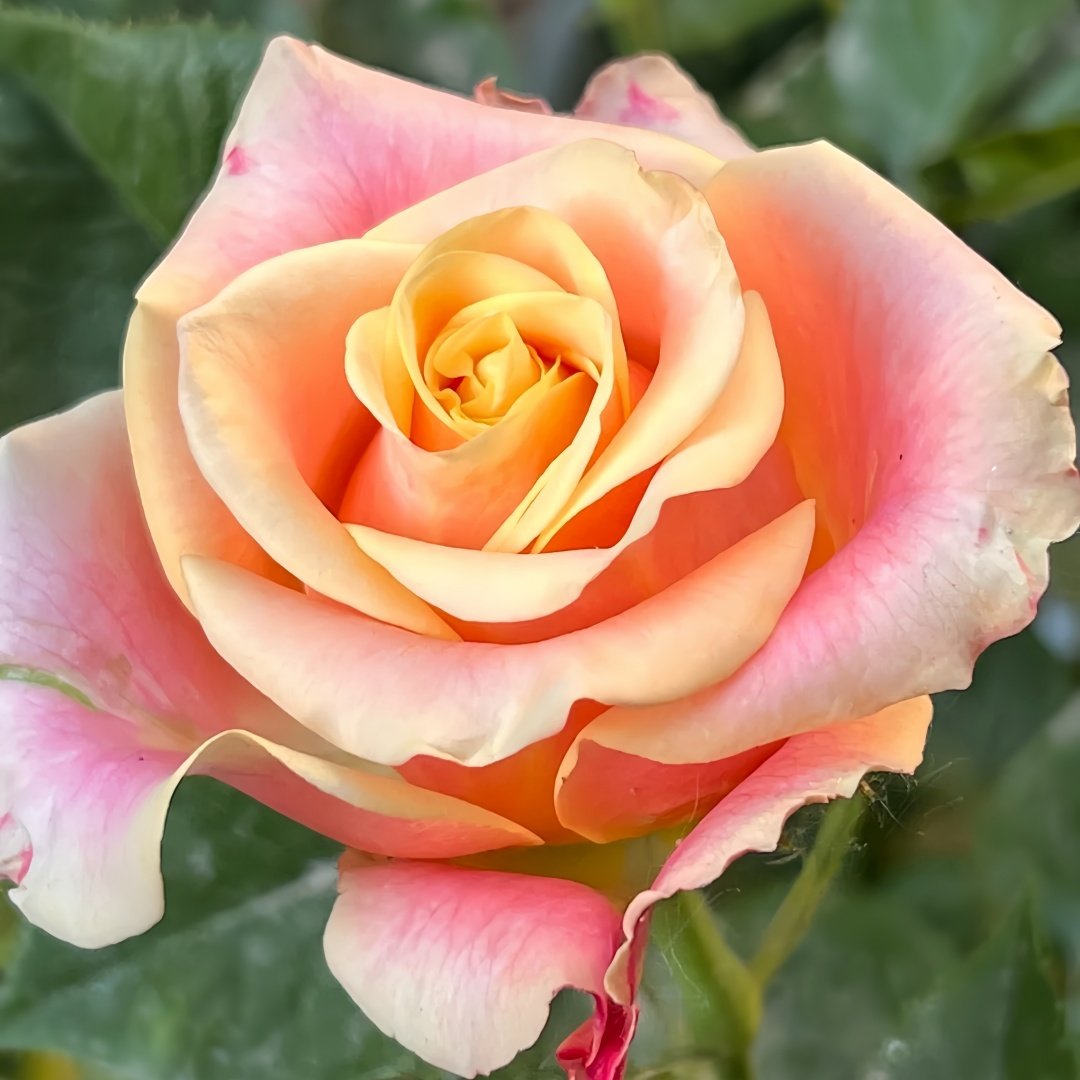 Wild Crown Rose Plant | 狂野王冠 image 2